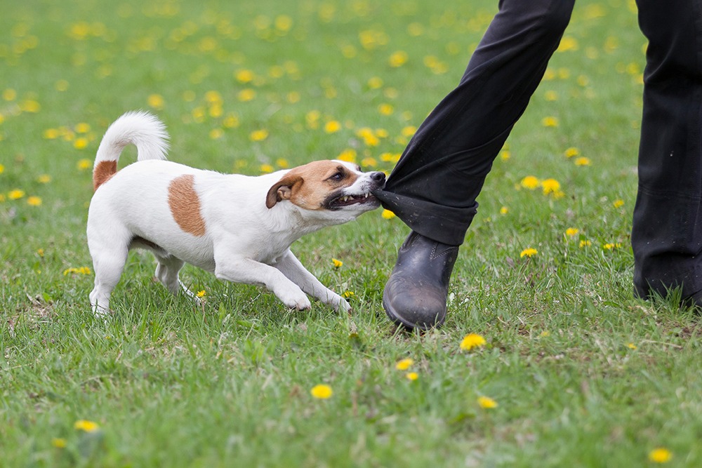 Naples dog bite lawyer helping victim recover compensation for injury caused by dog attack.