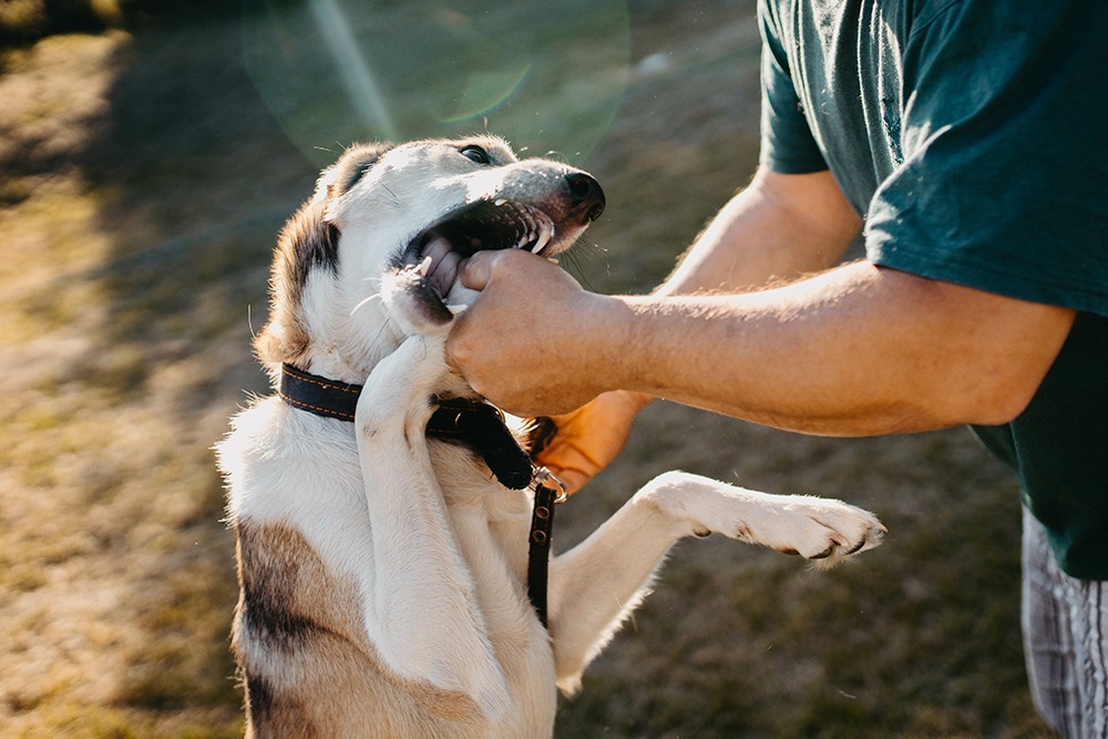 Naples dog bite attorney providing legal consultation to victim injured in a dog attack.