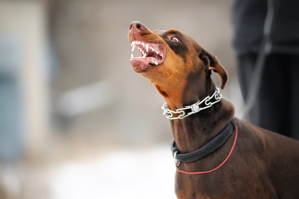 Close-up of a dog bite injury on a victim’s arm – personal injury lawyer in Florida and Georgia explains dog bite liability and victim compensation rights.